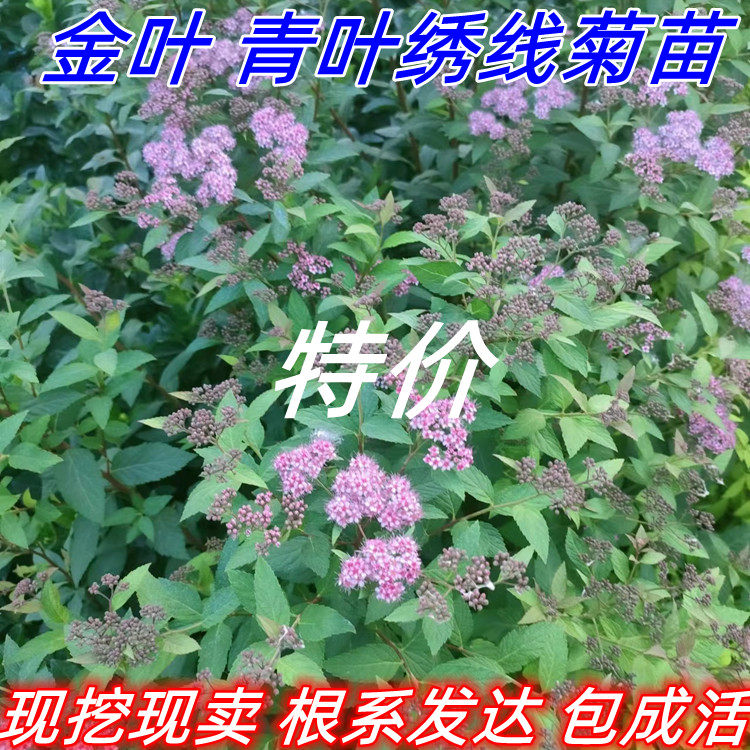 金山绣线菊金焰绣线菊苗庭院别墅阳台观赏花卉耐寒工程绿化包成活