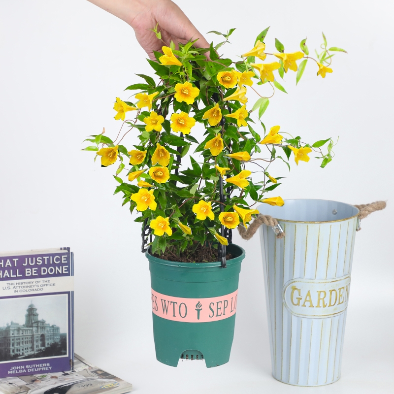 法国香水藤茉莉冬季开花易养活