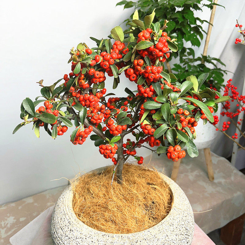 火棘盆栽盆景满堂红吉祥果冬季观果植物庭院阳台盆景耐寒年宵花卉
