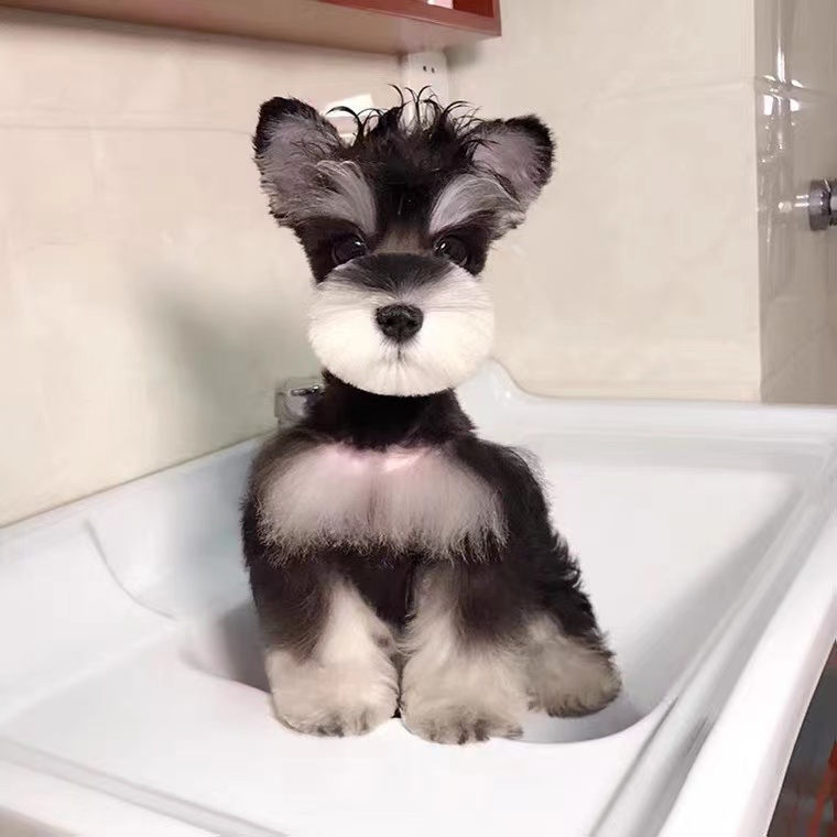 无偿领养纯种雪纳瑞幼犬黑银椒盐色白色雪纳瑞犬小型宠物狗狗活体