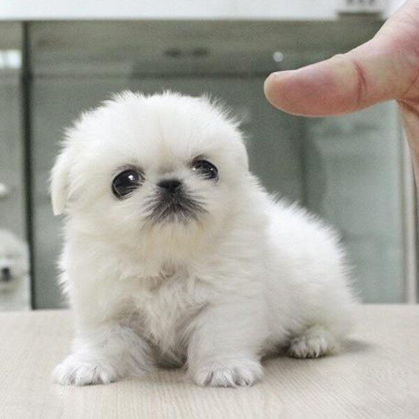 无偿领养纯种京巴幼犬活体狗狗北京犬狮子狗白色京巴犬宠物哈巴狗