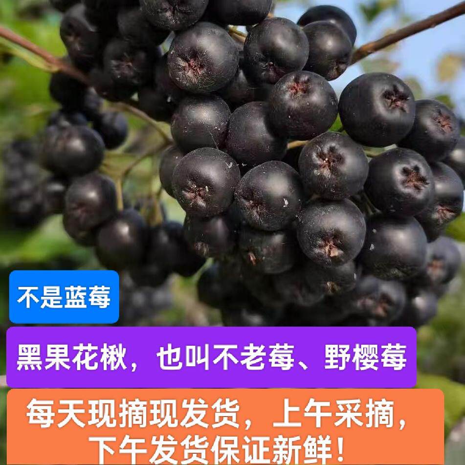 黑果花楸果野樱莓不老莓腺肋天然蓝莓