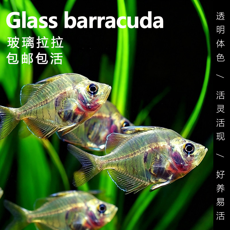 玻璃拉拉鱼透明鱼拉拉玻璃猫热带鱼观赏鱼活体群游淡水草缸鱼包活