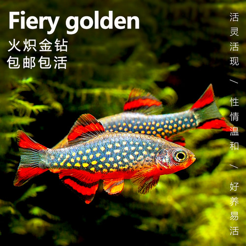 火翅金钻鱼群游银河斑马鱼灯鱼