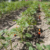 雾化滴灌微喷喷头自动浇花器定时浇水器智能灌溉喷淋系统家用套装