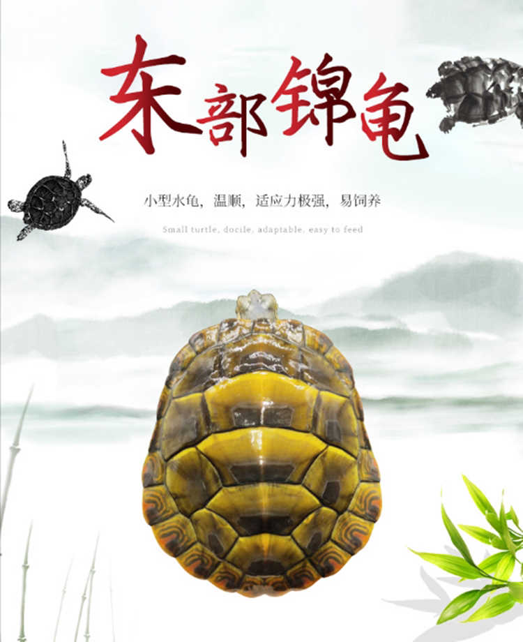 东锦龟苗小乌龟活物深水龟红腹黄腹圆澳龟西部锦龟招财宠物观赏龟
