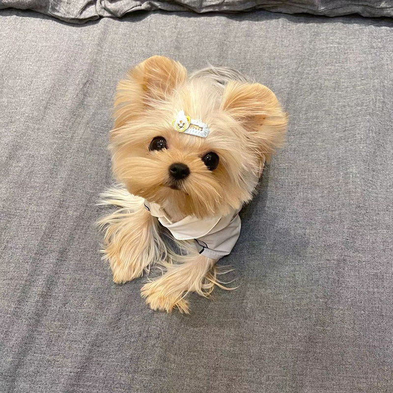 纯种韩系赛级约克夏幼犬活体金头雪白银背超小体茶杯犬宠物狗犬舍