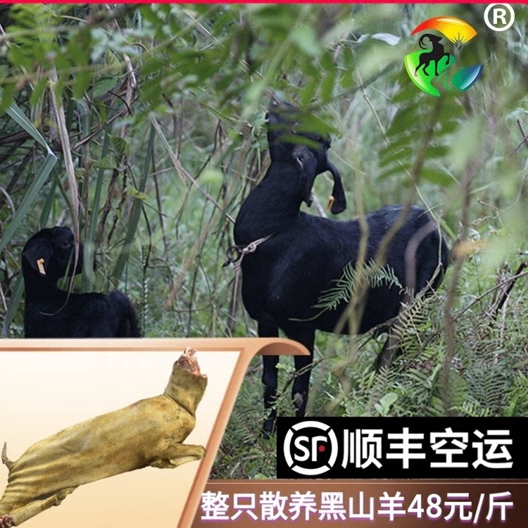 整只农家散养带皮山羊肉新鲜现杀黑山羊肉包邮羊腿羊排羊腩生羊肉