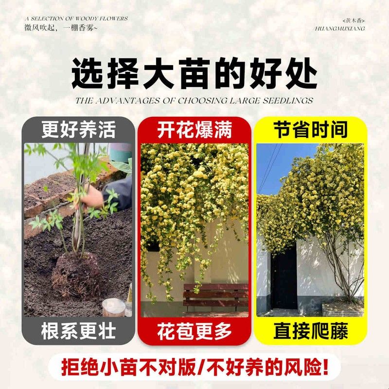 重瓣黄木香爬藤老桩大苗四季开花阳台花卉庭院植物好养红白木香花图片