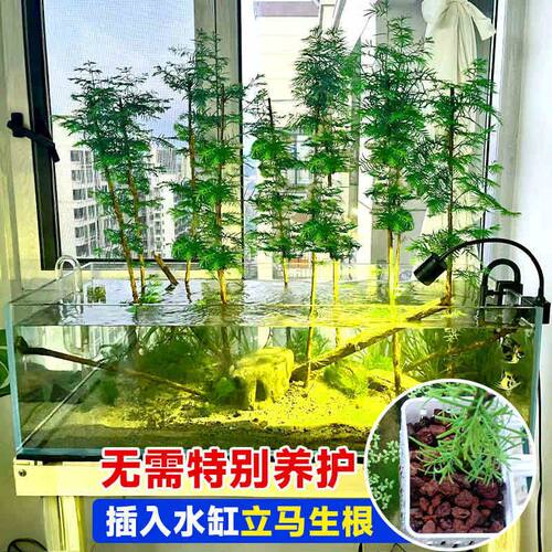 水杉水培鱼缸水生树苗造景老桩植物盆栽龟缸绿植水草溪流缸室内外