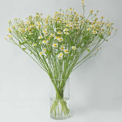 云南昆明洋甘菊鲜花小清新 家用办公室插花江浙沪2扎包邮上海直发