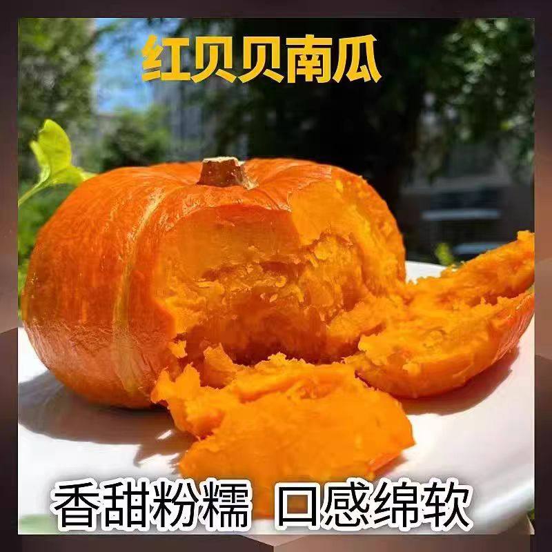 红魔金贝贝南瓜宝宝辅食板栗味红皮小南瓜金柄粉糯香贝贝南瓜批发