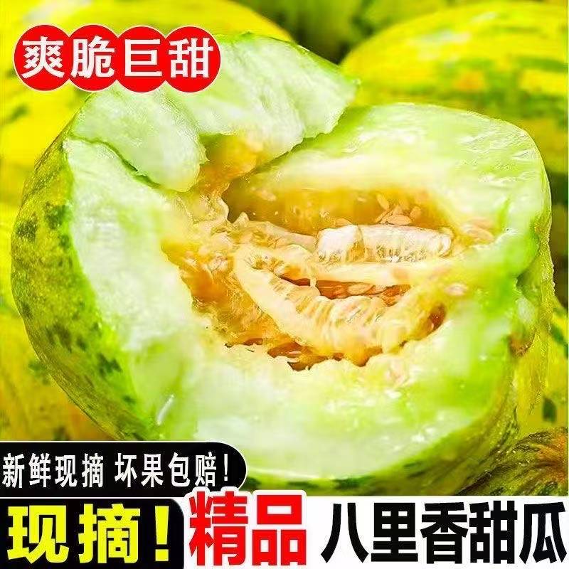 东北特产八里香香瓜现摘头茬香瓜