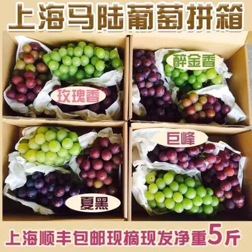 现摘现发上海马陆葡萄