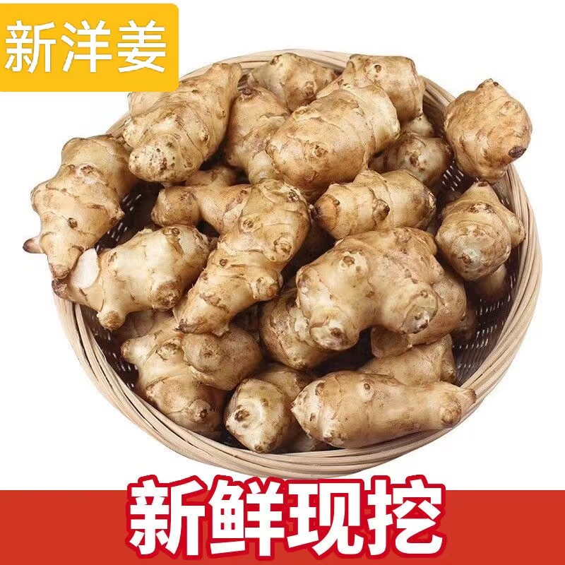 正宗洋姜新鲜脆甜现挖可做种子野鬼子水果姜不辣酱腌菜泡菜蔬菜