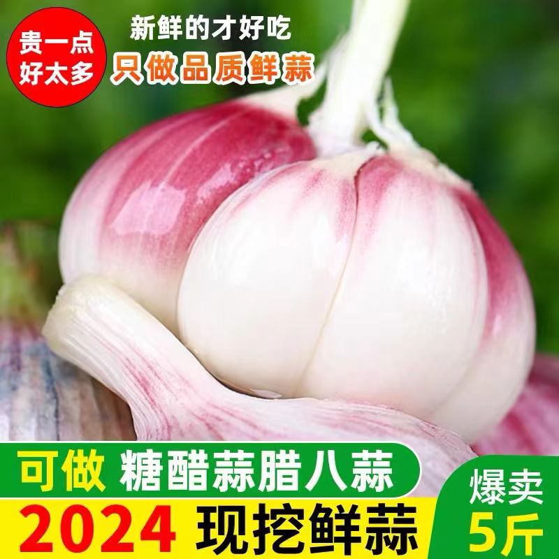 2025新鲜苍山大蒜鲜蒜腌糖蒜白皮鲜蒜四六瓣大果现挖湿蒜辛辣爽口