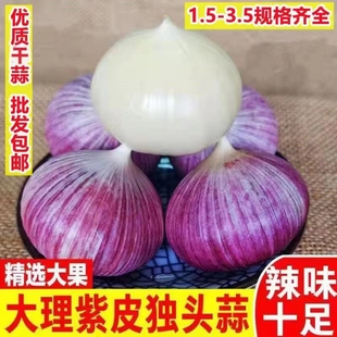 独头蒜新鲜紫红皮鲜蒜现挖干蒜5斤2025云南大理特大果干蒜种