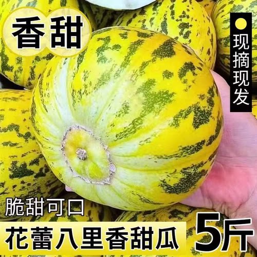 现摘花蕾甜瓜八里香甜瓜香瓜头茬