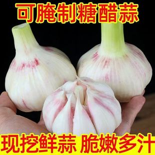 山东四六瓣大蒜紫白皮鲜蒜新鲜现挖腌制糖醋蒜泡蒜湿蒜嫩蒜5 包邮
