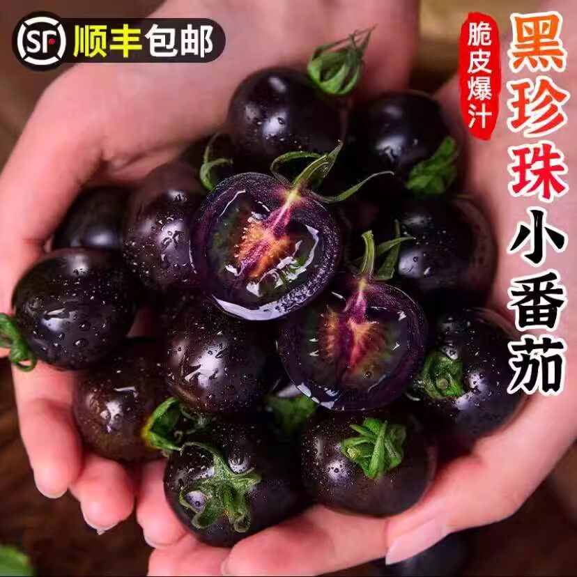 山东寿光黑玫瑰小番茄新鲜现摘黑紫色圣女果花青素水果顺丰包邮