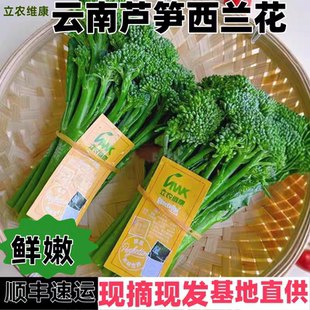 顺丰云南新鲜甜杆西兰苔芦笋西蓝花优质芥蓝菜苔农家自种当季蔬菜