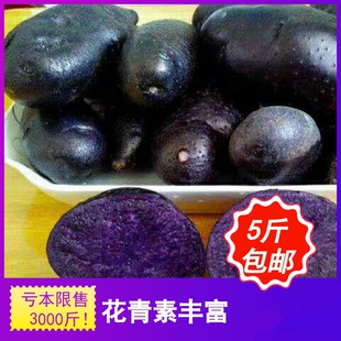 云南高原紫色土豆新鲜现挖现发黑土豆紫心马铃薯紫洋芋重5斤 包邮