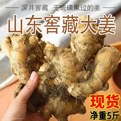 山东大黄姜老姜生姜窖藏月子姜