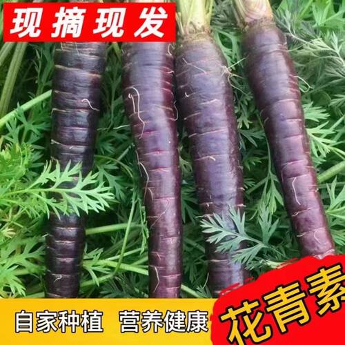 生吃甜脆型山东特产花青素胡萝卜
