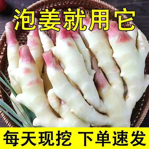 山东特产名吃嫩姜牙红芽嫩姜新挖