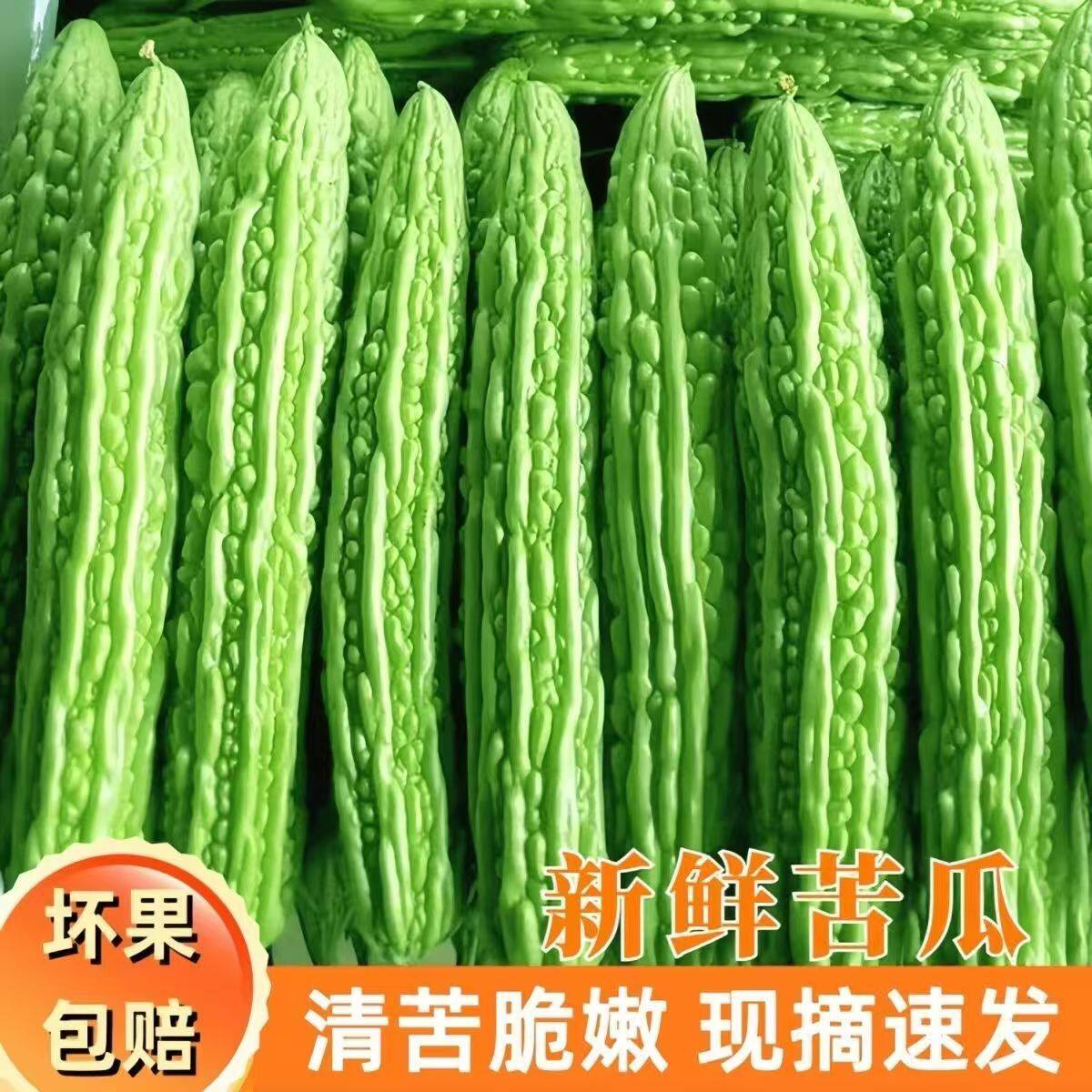 山东寿光特产新鲜苦瓜水果生吃凉拌苦瓜绿色现摘榨汁农家自种蔬菜