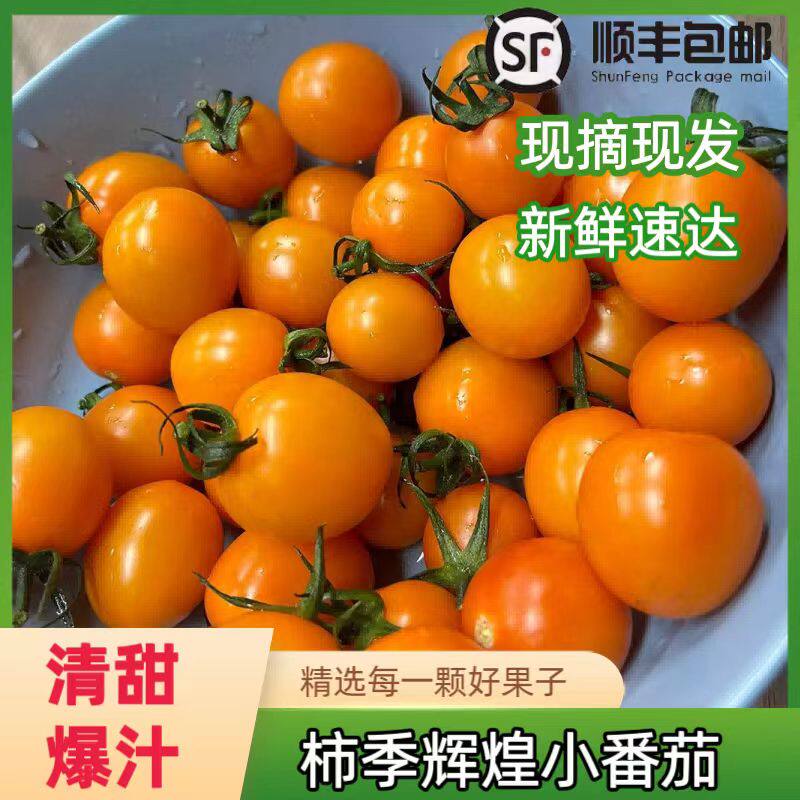 山东寿光特产柿季辉煌橙色小番茄西红柿生吃清甜黄金千禧皮薄新鲜