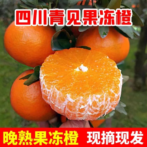 晚熟四川青见果冻橙新鲜