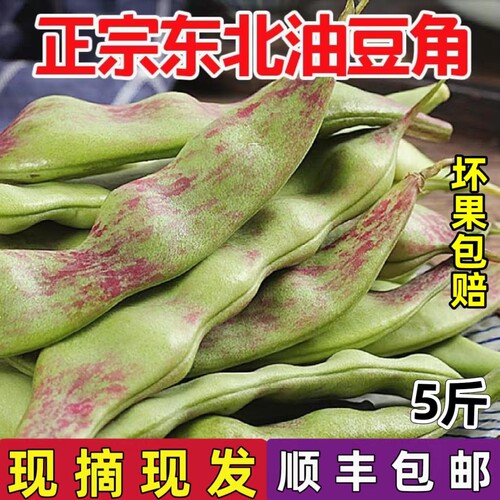 东北油豆角现摘新鲜蔬菜农产品