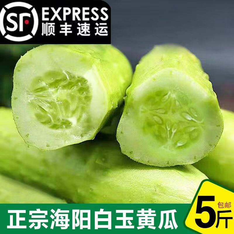 顺丰正宗海阳特产白玉黄瓜新鲜脆图片