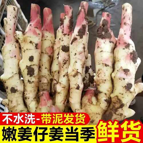 山东红芽嫩姜现挖带泥仔姜脆嫩无丝嫩姜芽糖醋泡姜泡菜仔姜小生姜