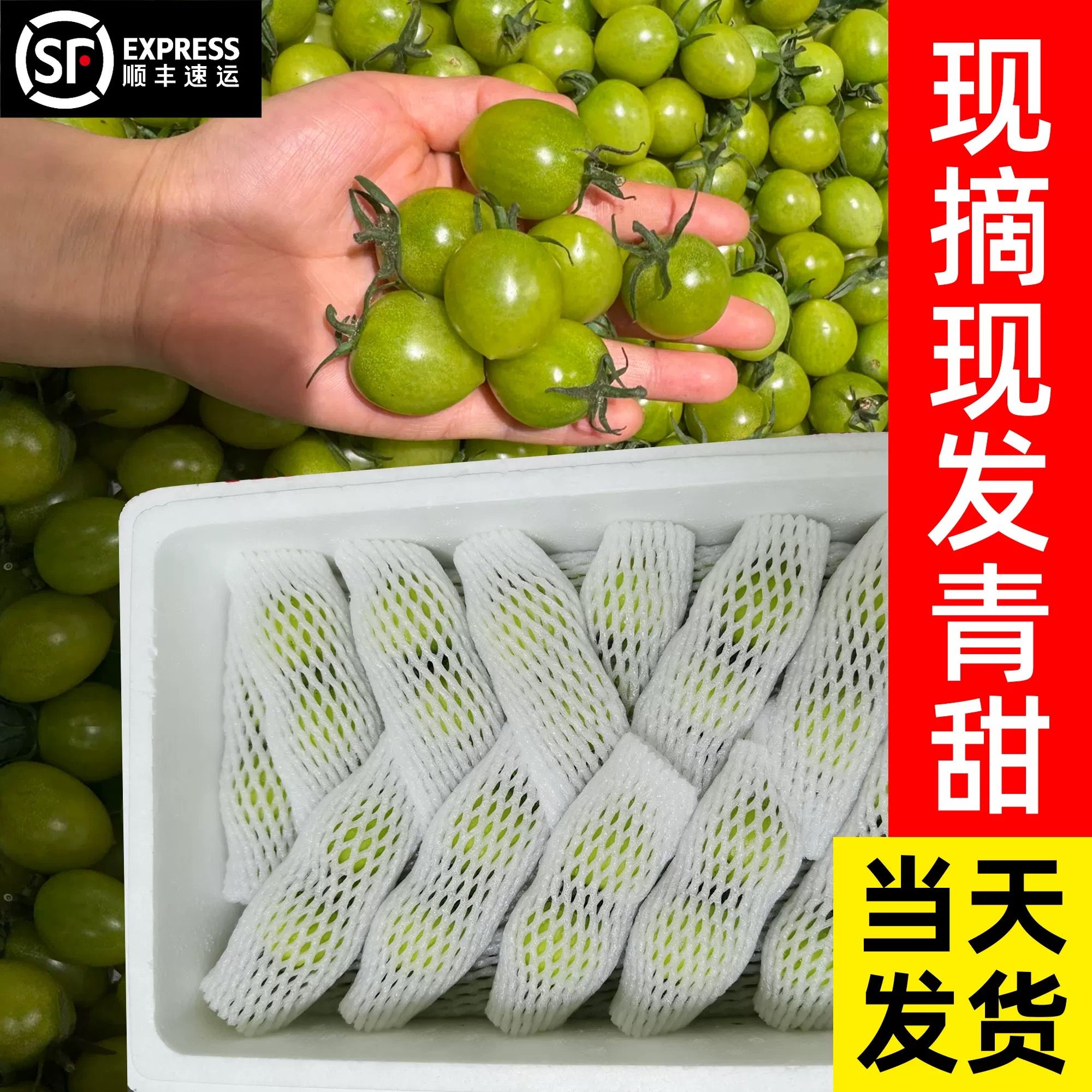 山东潍坊梦想青甜2号小番茄 新鲜现摘绿色圣女果纯甜脆口柿子顺丰