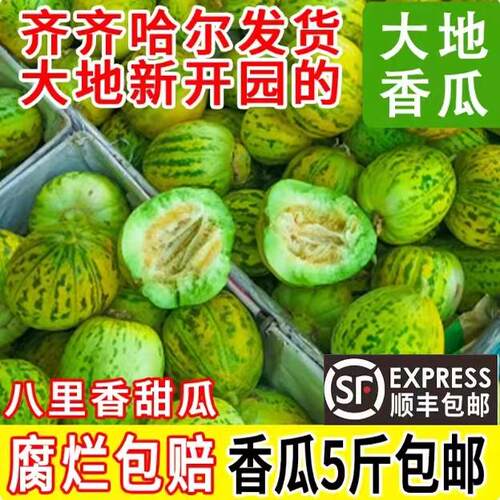 东北特产八里香甜瓜现摘头茬