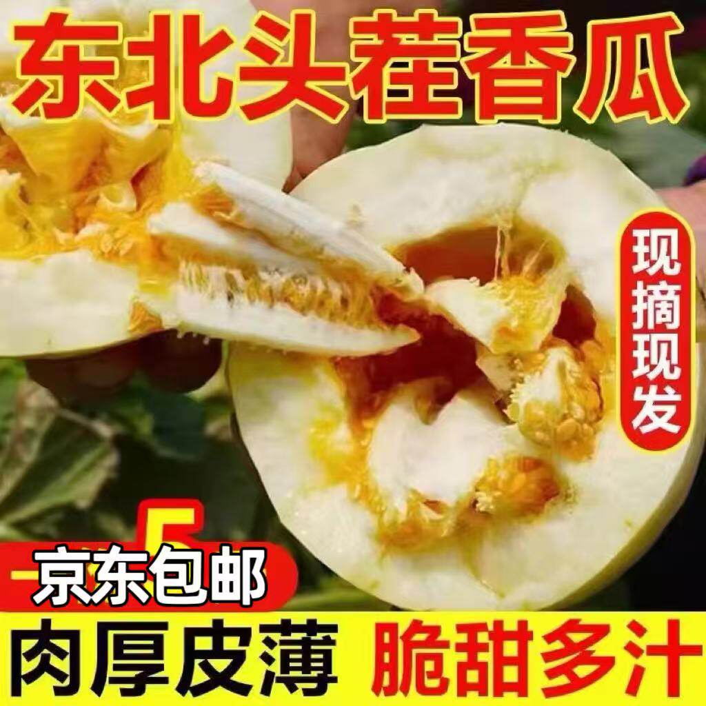 东北大地香瓜白糖罐头茬老式甜瓜图片