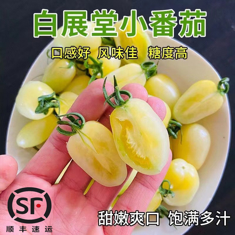顺丰包邮白色小番茄新鲜现摘白展堂奶油小柿子白妃樱桃圣女果生吃