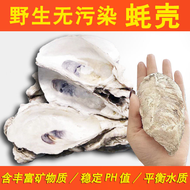 蚝壳滤材鱼池专用锦鲤池牡蛎壳生蚝壳鱼缸贝壳污水过滤材料海蛎壳