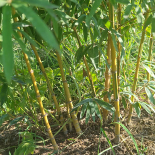 花秆罗汉竹 黄杆绿槽罗汉竹 常绿中小型竹子 人面竹 黄金罗汉竹