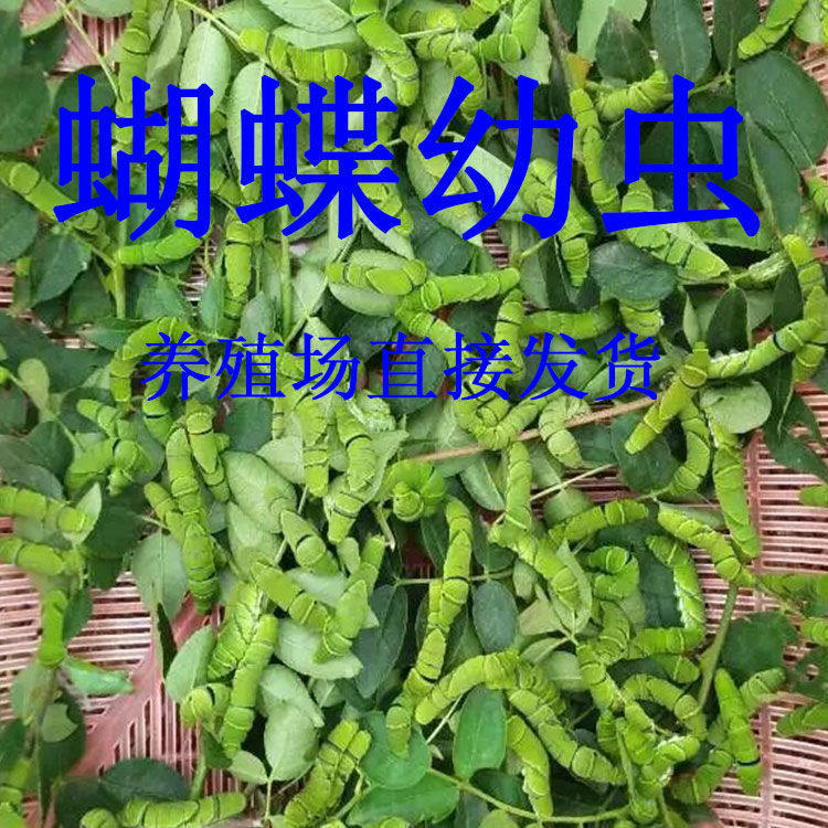 蝴蝶幼虫玉带凤蝶茧蛹柑橘凤蝶幼虫品种3条起发货孩子科普观察