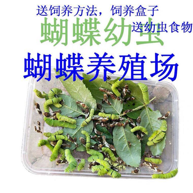 蝴蝶幼虫玉带凤蝶幼虫茧蛹柑橘凤蝶幼虫蝴蝶蛹发货孩子科普观察