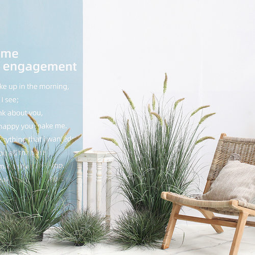 网红摆件猫尾巴草绿植造景