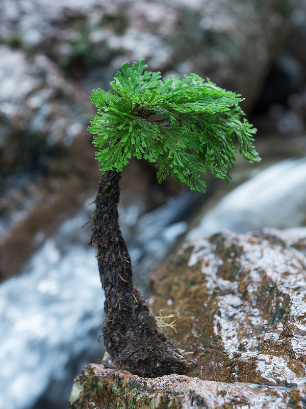 假山盆景植物桌面山水素材模板 假山盆景植物桌面山水图片下载 小麦优选