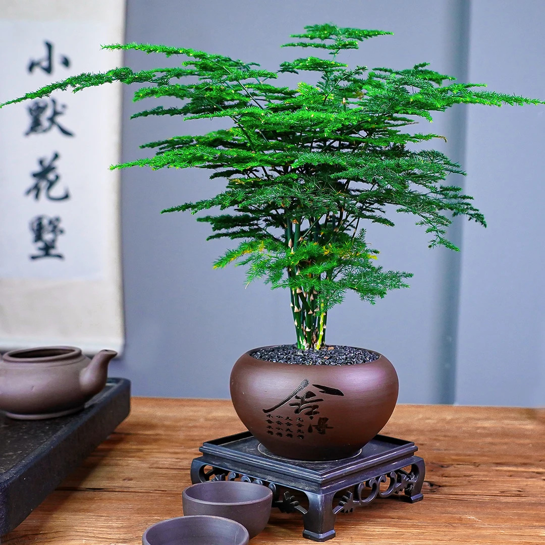 文竹盆栽办公室桌面摆件客厅微景观好养活盆景懒人植物易养小盆栽