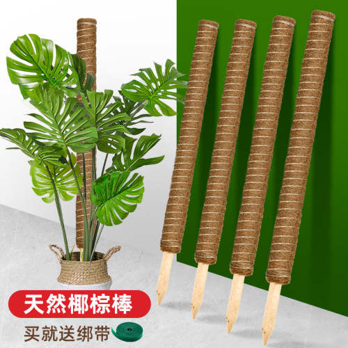 官方旗舰店正品龟背竹支撑杆绿萝攀爬柱植物棕榈椰棕棒天然植物造