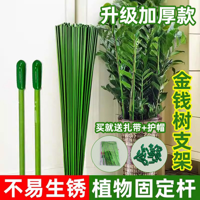 金钱树支撑杆园艺绿植固定爬藤架