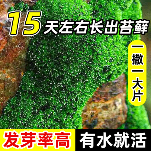 高发芽率青苔苔藓孢子粉两周成景