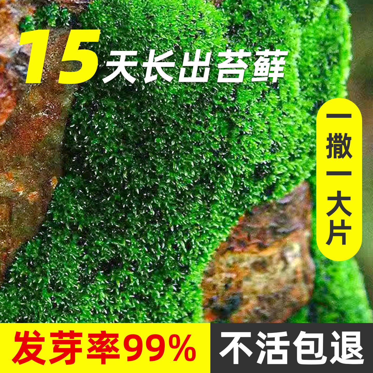 高发芽率青苔苔藓孢子粉两周成景图片